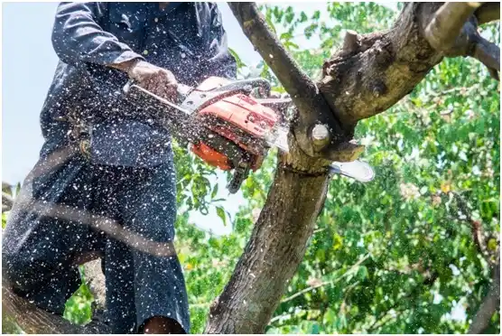 tree services Forest City